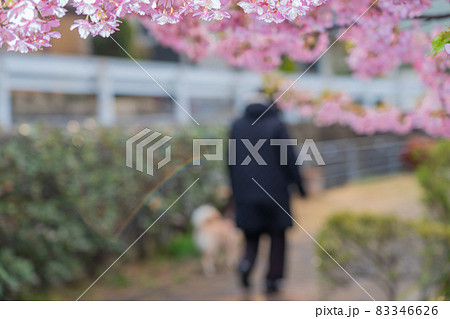 京都市伏見区淀町の河津桜を撮影したもの 京都市伏見区淀町の河津桜を撮影したもの 83346626