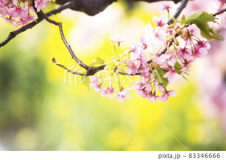 京都市伏見区淀町の河津桜を撮影したもの 京都市伏見区淀町の河津桜を撮影したもの 83346666