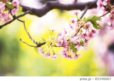 京都市伏見区淀町の河津桜を撮影したもの 83346667
