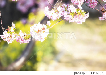 京都市伏見区淀町の河津桜を撮影したもの 京都市伏見区淀町の河津桜を撮影したもの 83346683