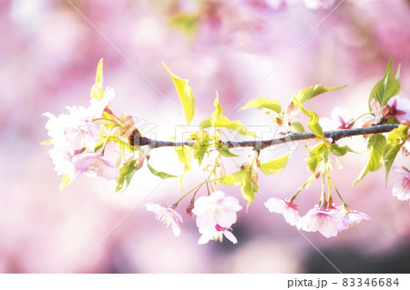 京都市伏見区淀町の河津桜を撮影したもの 京都市伏見区淀町の河津桜を撮影したもの 83346684