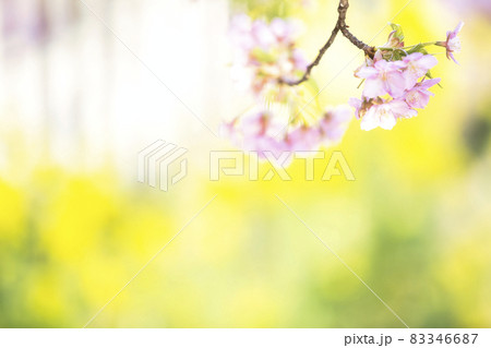 京都市伏見区淀町の河津桜を撮影したもの 83346687