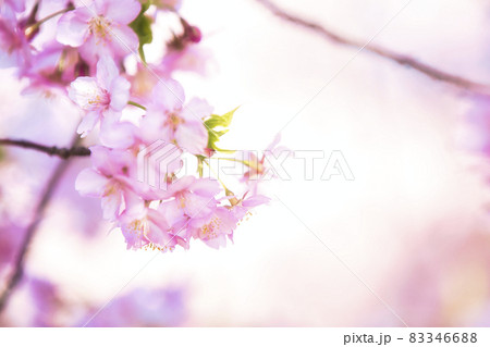 京都市伏見区淀町の河津桜を撮影したもの 83346688