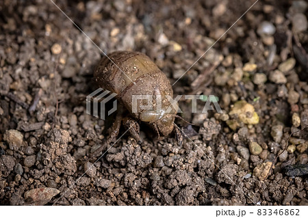 土から出てくるセミの幼虫 土から出てくるセミの幼虫 83346862