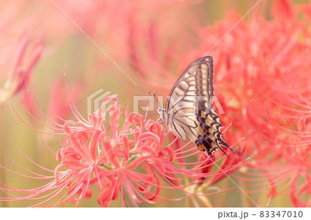 彼岸花とアゲハ蝶 秋イメージ 彼岸花とアゲハ蝶 秋イメージ 83347010