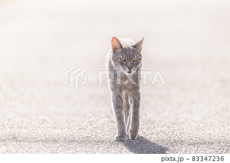 野良猫 83347236