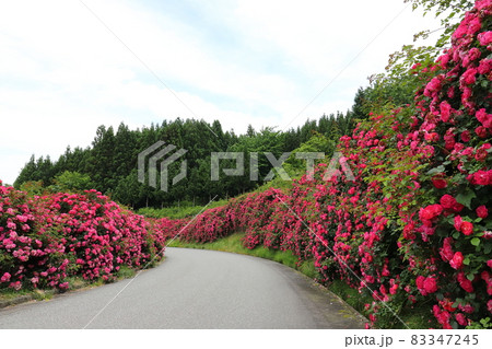 新潟　佐渡　バラロード 83347245