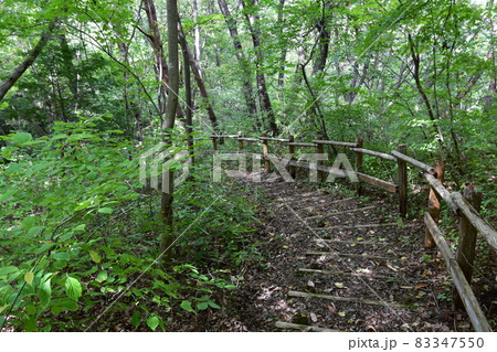 仙台市にある天然記念物の青葉山の青葉の緑地 仙台市にある天然記念物の青葉山の青葉の緑地 83347550