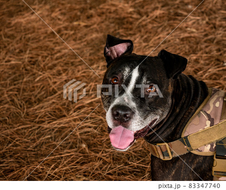 Friendly black american pitbull dog with happy face 83347740