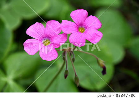 オキザリス・ボーウィー オキザリス・ボーウィー 83347780