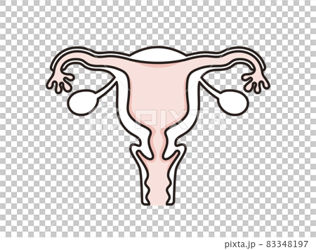 Simple illustration womb 83348197