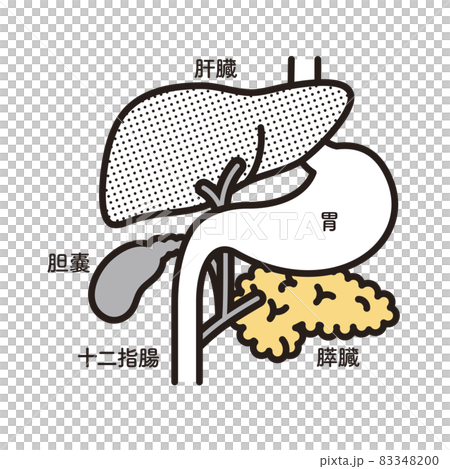 シンプル イラスト 胃 肝臓 胆嚢 膵臓 十二指腸のイラスト素材 3400