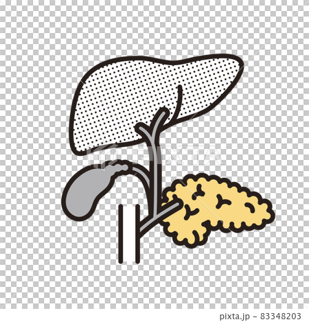 シンプル イラスト 肝臓 胆嚢 膵臓 十二指腸 シンプル イラスト 肝臓 胆嚢 膵臓 十二指腸 83348203