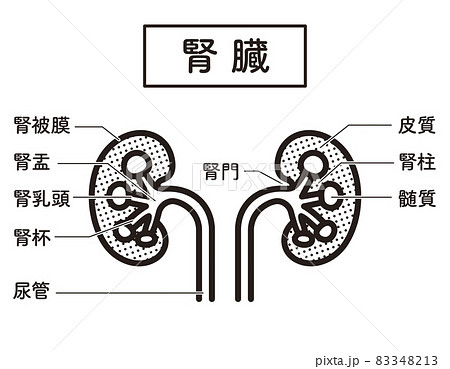 シンプル イラスト 腎臓のイラスト素材 3413