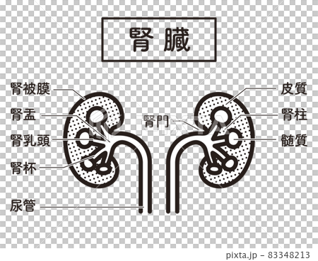 簡單說明腎 83348213
