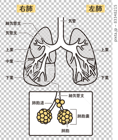 簡單說明肺結構 83348215