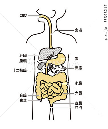 シンプル イラスト 人体解剖図 消化器のイラスト素材 3417