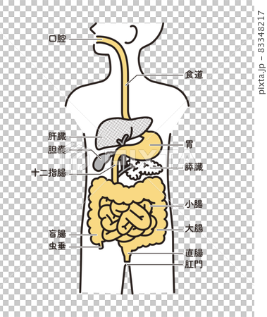 シンプル　イラスト　人体解剖図　消化器 83348217