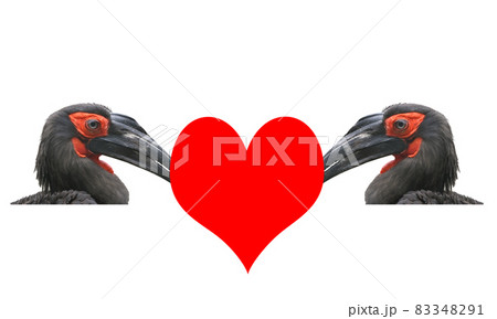 Valentine's Day, a card. Two large images of a black horned raven with red heart Valentine's Day, a card. Two large images of a black horned raven with red heart 83348291