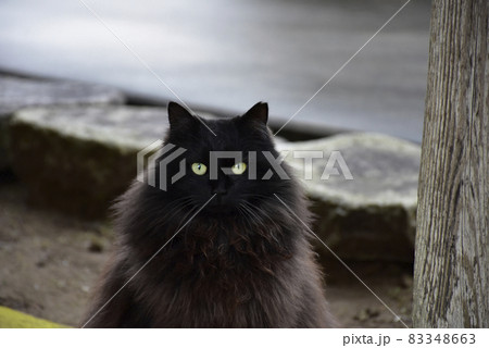 こちらを見つめる長毛種の黒猫ジジ 83348663