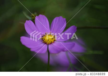 コスモスの花のアップ 83348699