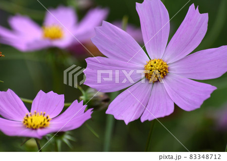 コスモスの花のアップ 83348712