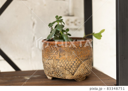 Crassula ovata or jade plant in flower pot Crassula ovata or jade plant in flower pot 83348751