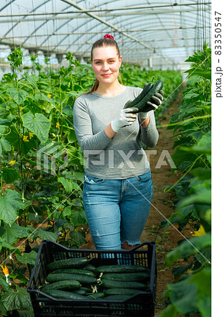 Woman farmer showing harvest of cucumbers Woman farmer showing harvest of cucumbers 83350547