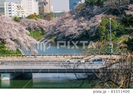 【満開　千鳥ヶ淵の染井吉野と都心環状線】 83351400