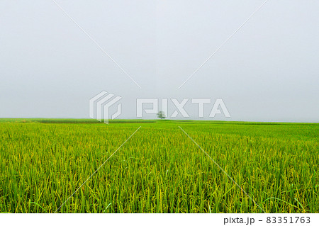 green rice field with tree alone in fog 83351763