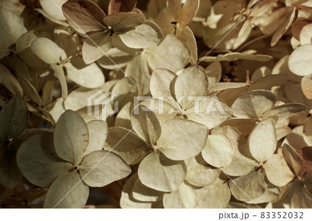 Dry flowers background. Textured hydrangea petals close-up. Stylish Floral poster. Soft focus 83352032