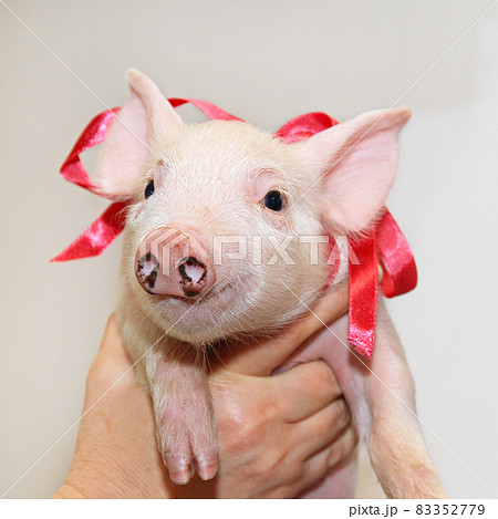Piglet with bow 83352779