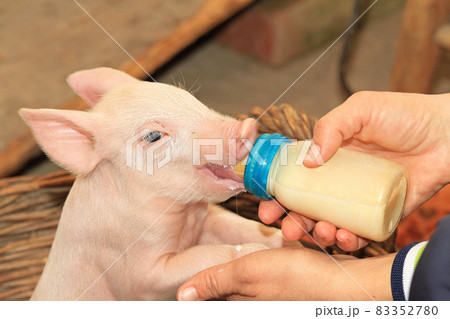 Bottle feed piglet Bottle feed piglet 83352780