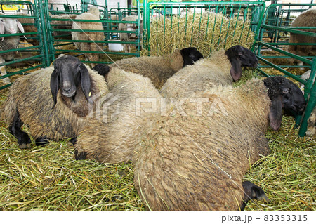 Sheep pen 83353315