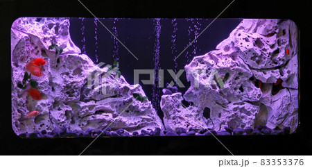 Aquarium Aquarium 83353376