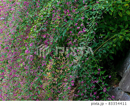植物、風景 写真 岩手県の不来方城の石垣に咲く萩の花 植物、風景 写真 岩手県の不来方城の石垣に咲く萩の花 83354411