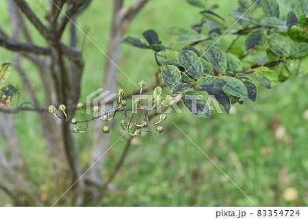 サルスベリの実 83354724