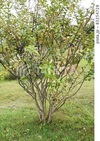 サルスベリの実 83354728