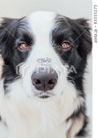 Will you marry me. Funny portrait of cute puppy dog border collie holding wedding ring on nose isolated on white background. Engagement, marriage, proposal concept 83355275