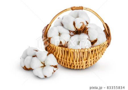 Cotton plant flower in a wicker basket isolated on white background with clipping path and full depth of field 83355834