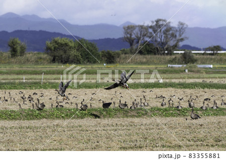 田んぼから飛び立つマガン 田んぼから飛び立つマガン 83355881