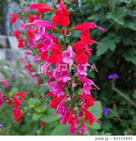 サルビア 83355893