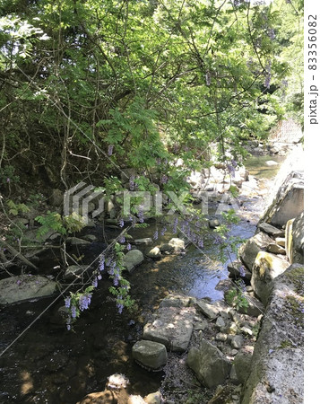 春の新緑を流れる清流の川と藤の花びら 83356082