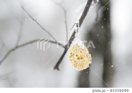 Homemade cookie made from seeds and cereals on a tree branch for the birds. Care of animals and birds during winter season. Wintertime activity for kids 83356099