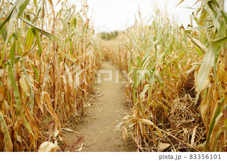 Dried corn stalks in a corn maze on pumpkin fair at autumn. Traditional american amusement on agricultural fair. 83356101