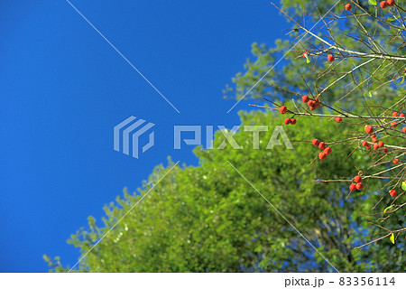 真っ青な空に映える柿 83356114