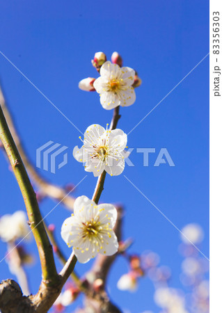 満開になった白梅の花のクローズアップ 83356303