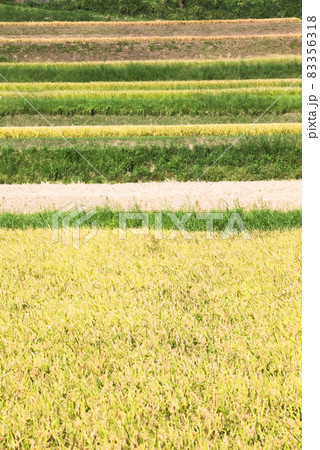 収穫前の実った稲穂 日置市伊作田の段々田圃 収穫前の実った稲穂 日置市伊作田の段々田圃 83356318