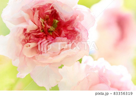 兼六園菊桜 ケンロクエンキクザクラ 花弁が密集する桜の花 兼六園菊桜 ケンロクエンキクザクラ 花弁が密集する桜の花 83356319