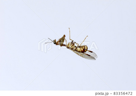ヒメカマキリモドキ 83356472